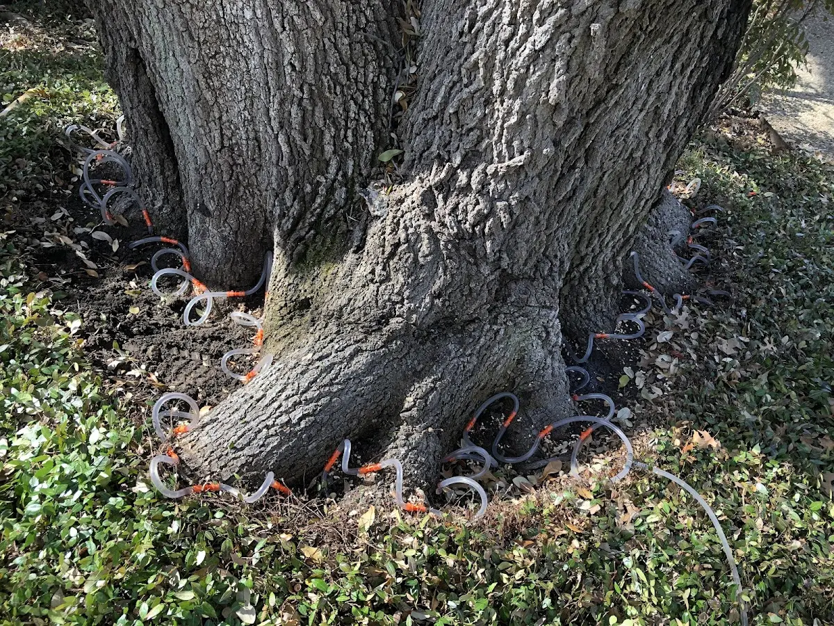 Detailed Tree Cabling and Bracing job site in Tumacacori