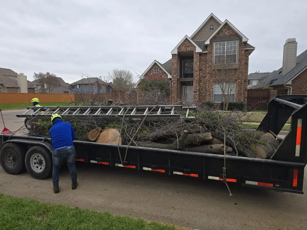 Expert Tree Removal with proper safety equipment in Tumacacori